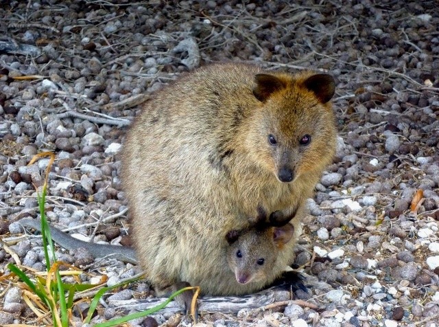 Квока (Setonix brachyurus)