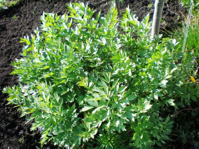 Любисток аптечний