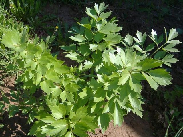 Любисток аптечний