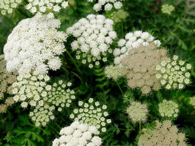 Любисток аптечний