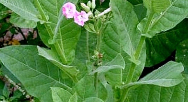 Тютюн справжній