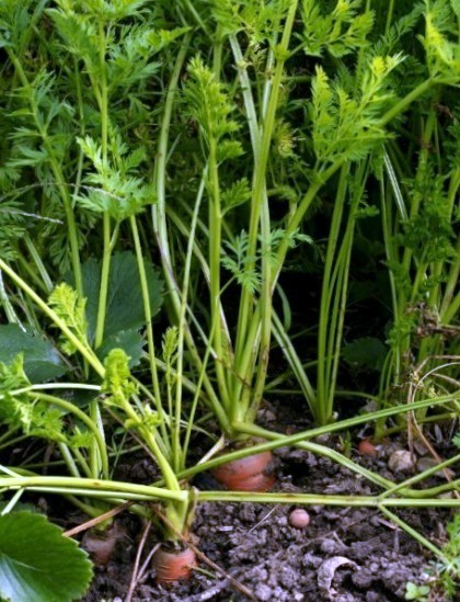 Морква посівна