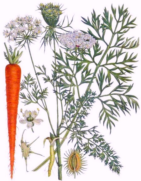 Морква посівна