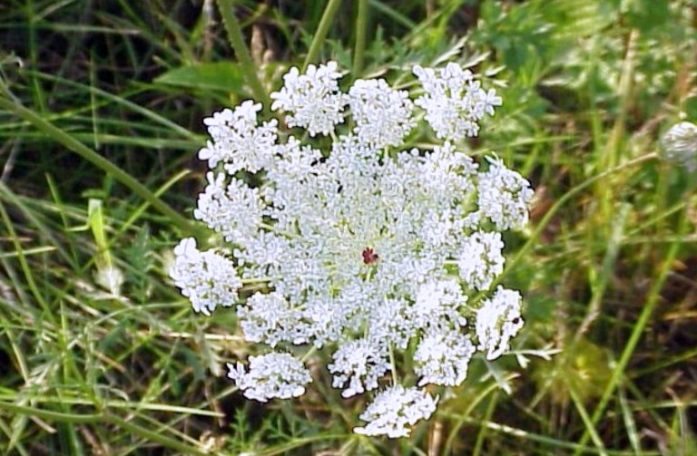 Морква посівна