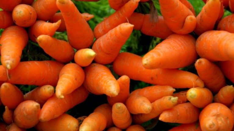 Морква посівна