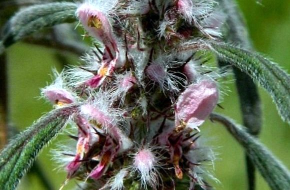 Кропива собача