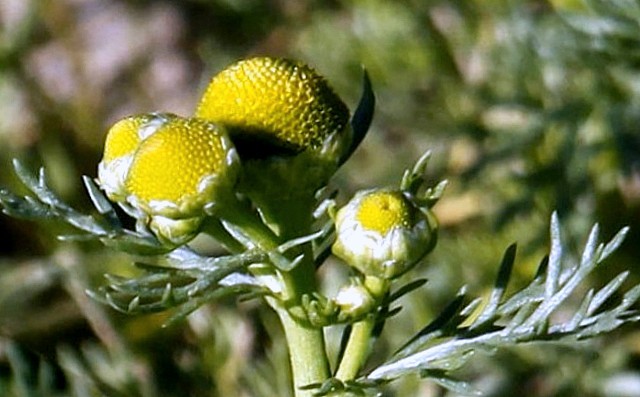 Ромашка без'язичкова