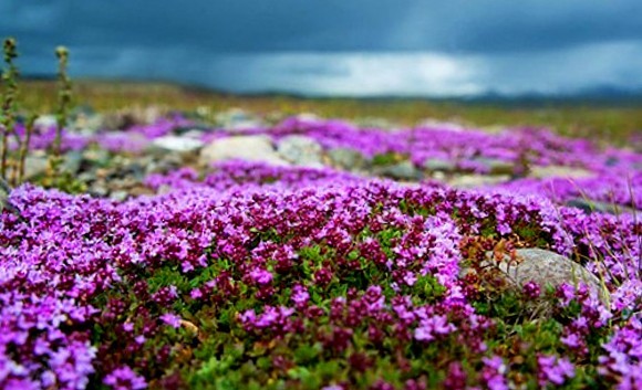 Чебрець повзучий