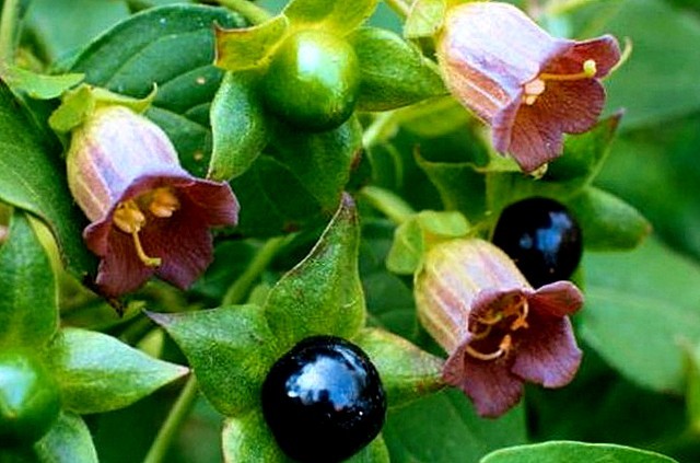 Беладона звичайна