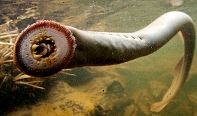 У Дніпрі виловили архаїчну тварину