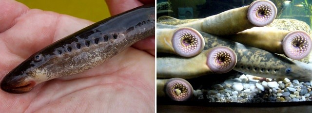 У Дніпрі виловили архаїчну тварину