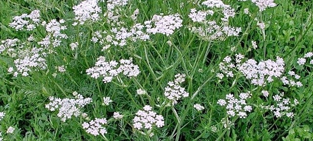 Аніс звичайний