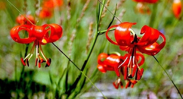 Тибген і Мойчотой тибген