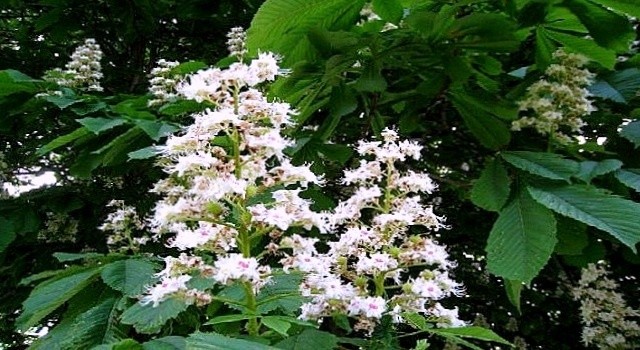 Гіркокаштан звичайний