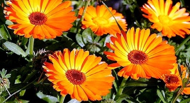 Нагідки лікарські або календула