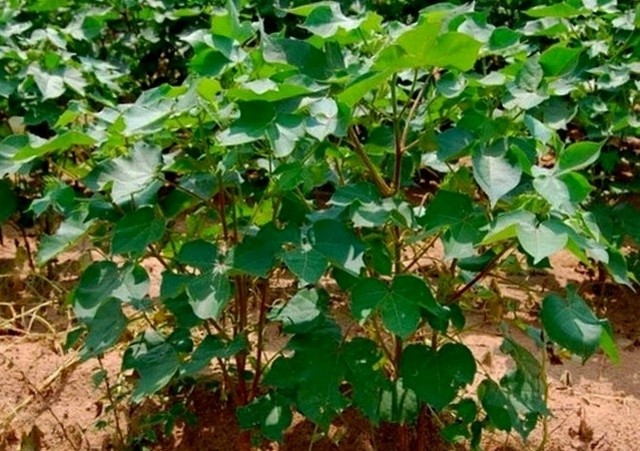 Бавовник шорсткий