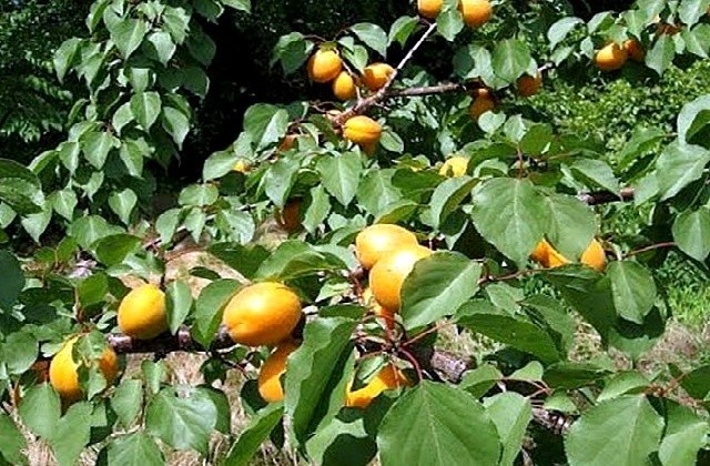 Абрикос звичайний