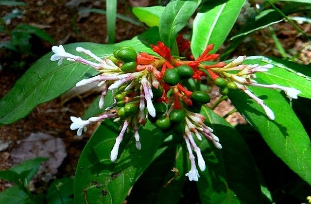 Раувольфія зміїна