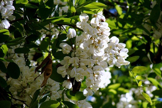 Акація біла або робінія звичайна
