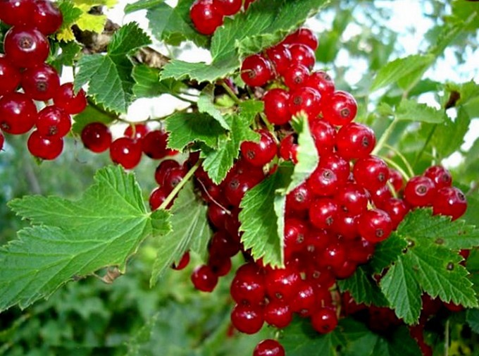 Смородина червона, порічки червоні