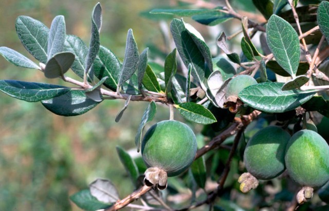 Фейхоа Селлова