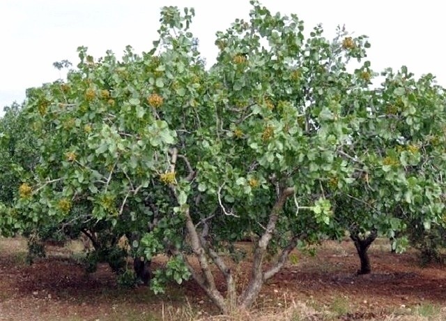 Фісташка справжня