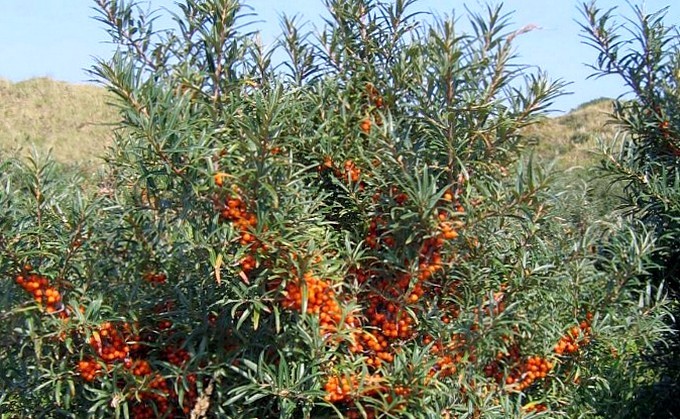 Обліпиха крушиновидна