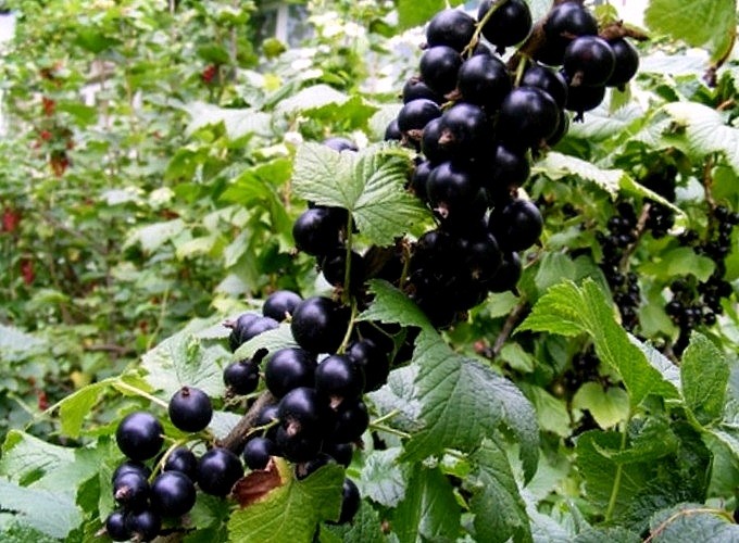 Смородина чорна