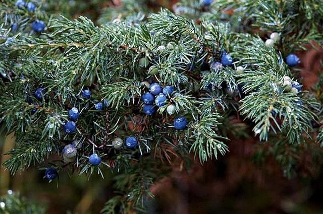 Яловець звичайний