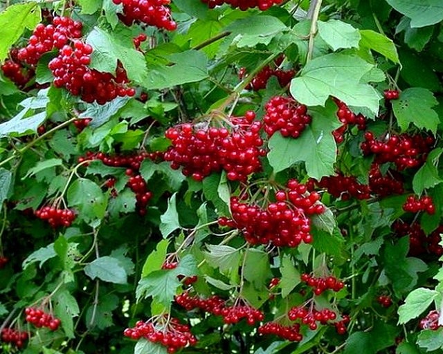 Калина звичайна