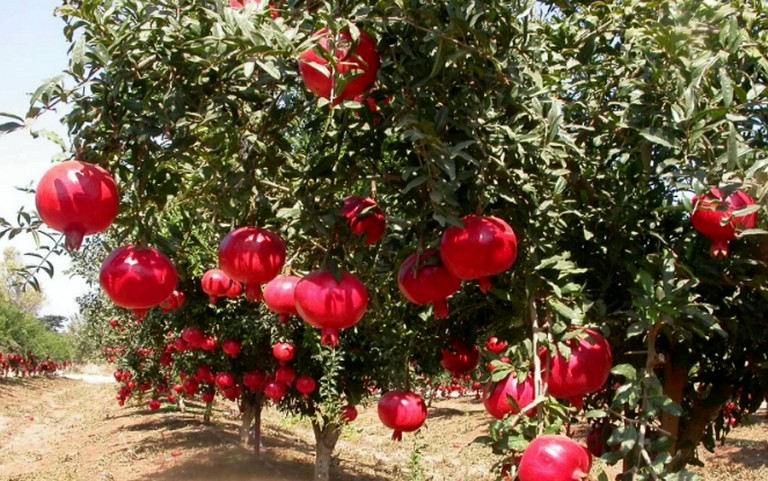 Гранатник звичайний