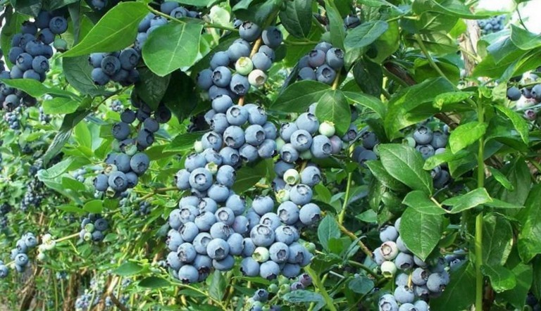 Буяхи або лохина