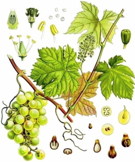 Виноград культурний