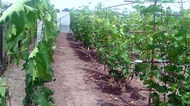 Виноград культурний