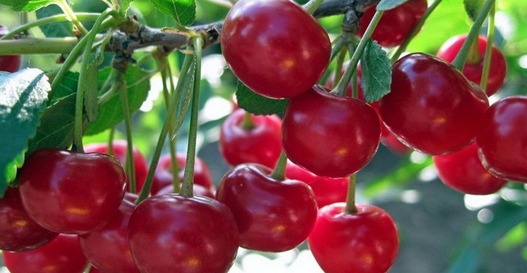 Вишня звичайна