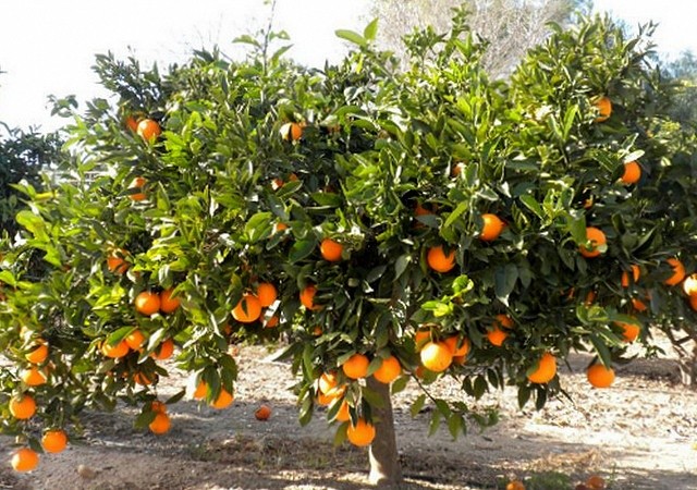 Апельсин солодкий