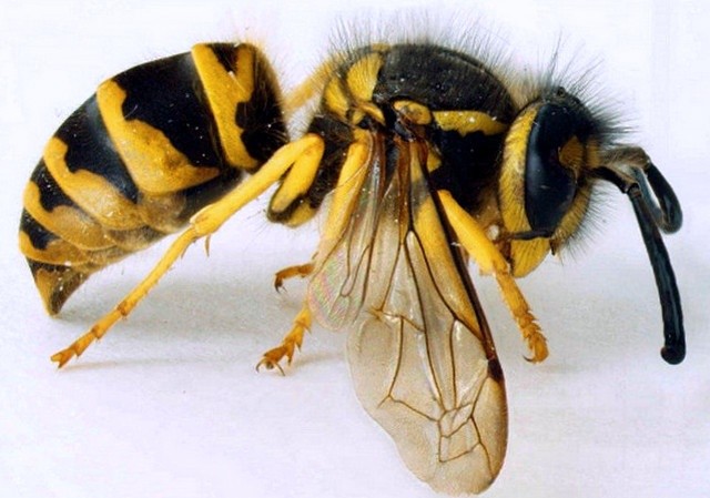 Небезпечні комахи