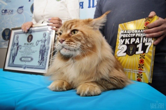 Кота Кекса внесли до книги рекордів