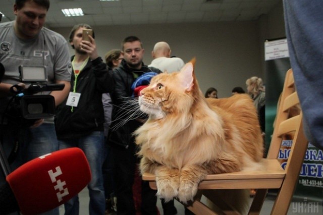 Кота Кекса внесли до книги рекордів