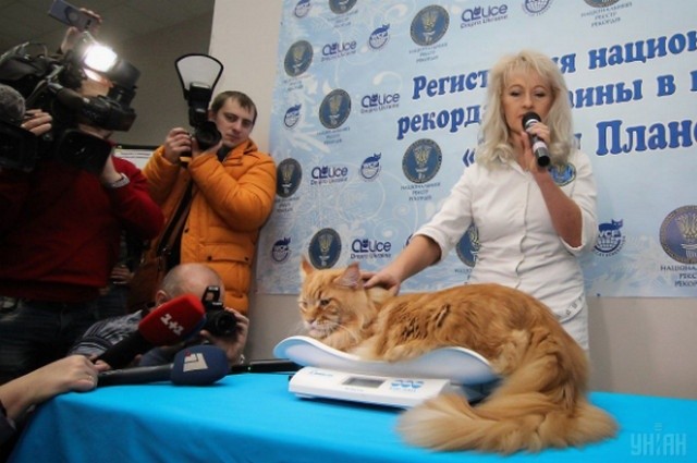 Кота Кекса внесли до книги рекордів
