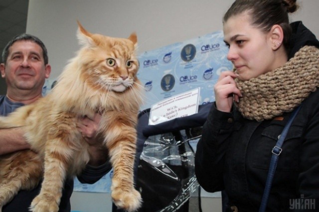 Кота Кекса внесли до книги рекордів
