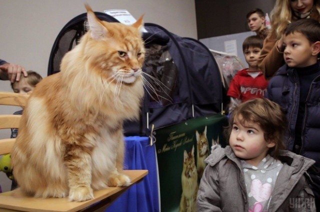 Кота Кекса внесли до книги рекордів