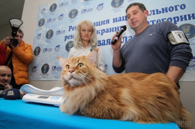 Кота Кекса внесли до книги рекордів