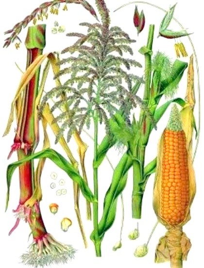 Кукурудза звичайна