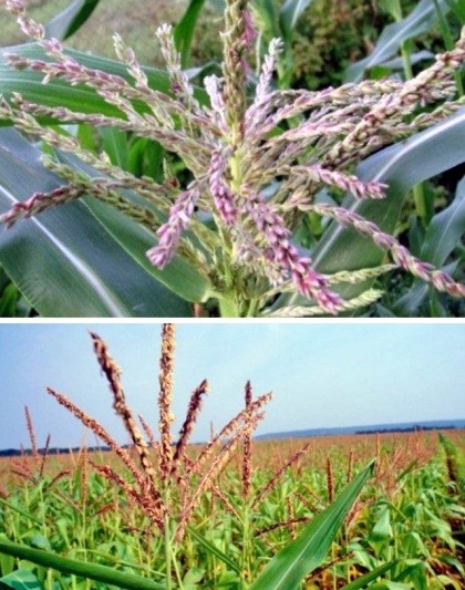 Кукурудза звичайна