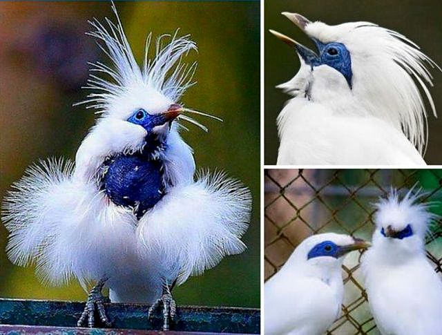 Балійський шпак