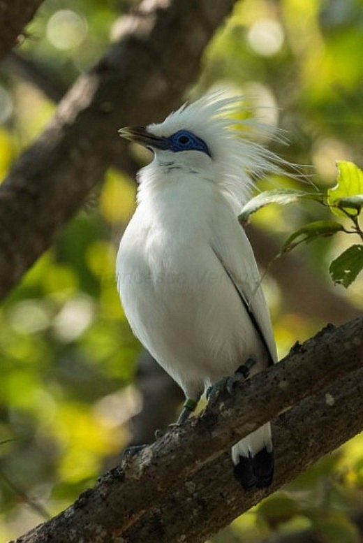 Балійський шпак