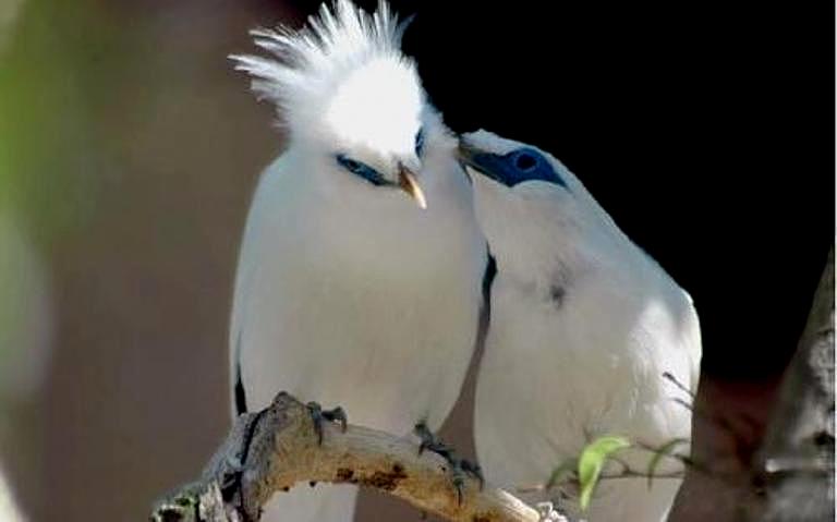 Балійський шпак