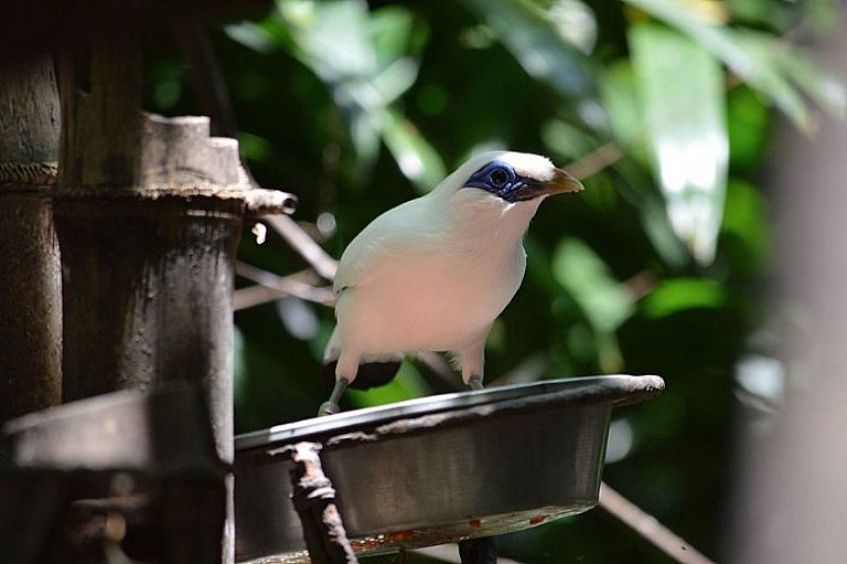 Балійський шпак