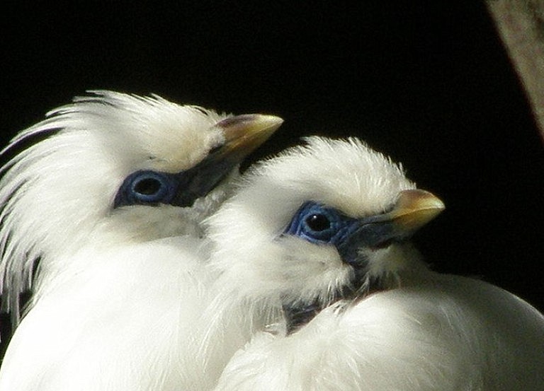 Балійський шпак